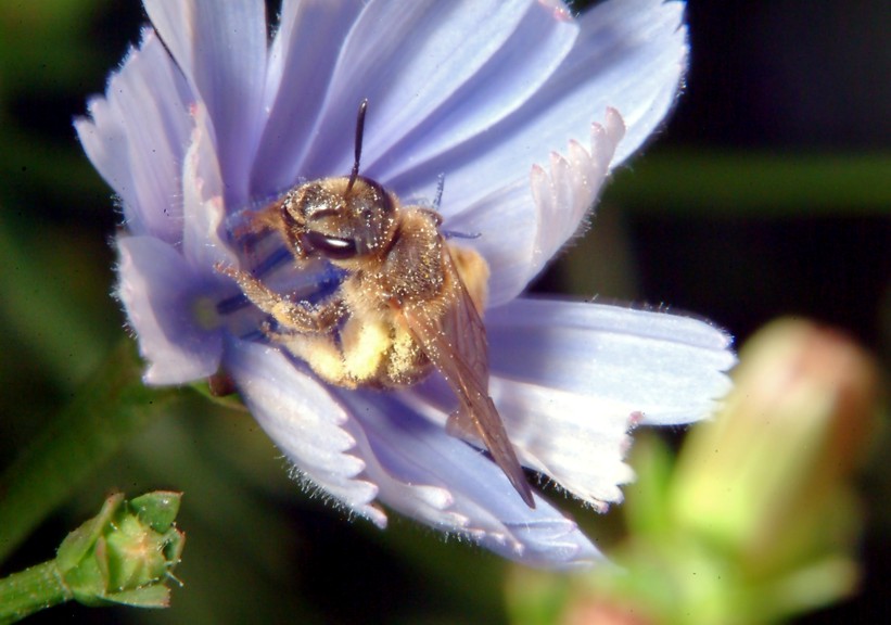 Farfalla e altri insetti